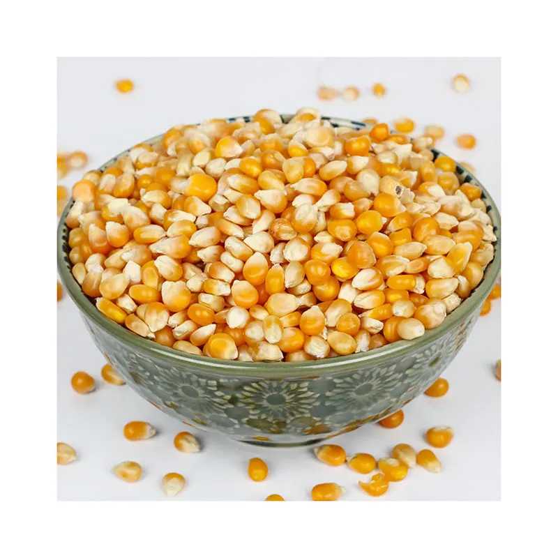 Indian Yellow Corn Maize For Animal Feed Yellow Corn For Poultry Feed Export Quality Available From India