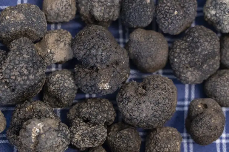 Premium Quality Italian Origin Black Truffle Sliced in Olive Oil 350g Tin Wholesale Export for Enhancing Recipes Flavor