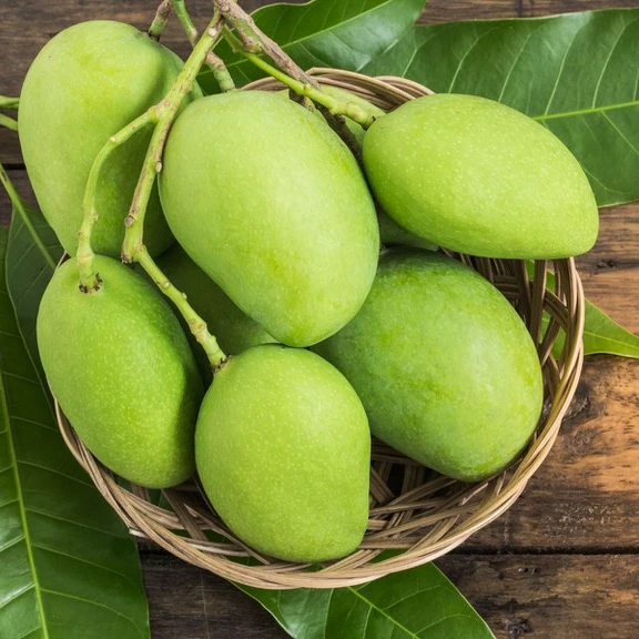 Высококачественное свежее манго на экспорт | Вьетнамские Фрукты/зеленое и желтое манго