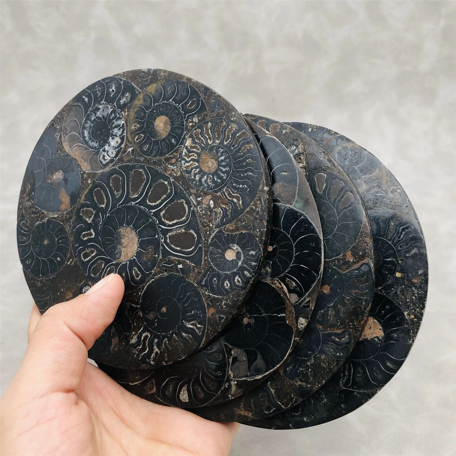 Ammonites biological fossils 11CM spiral disk collection decoration