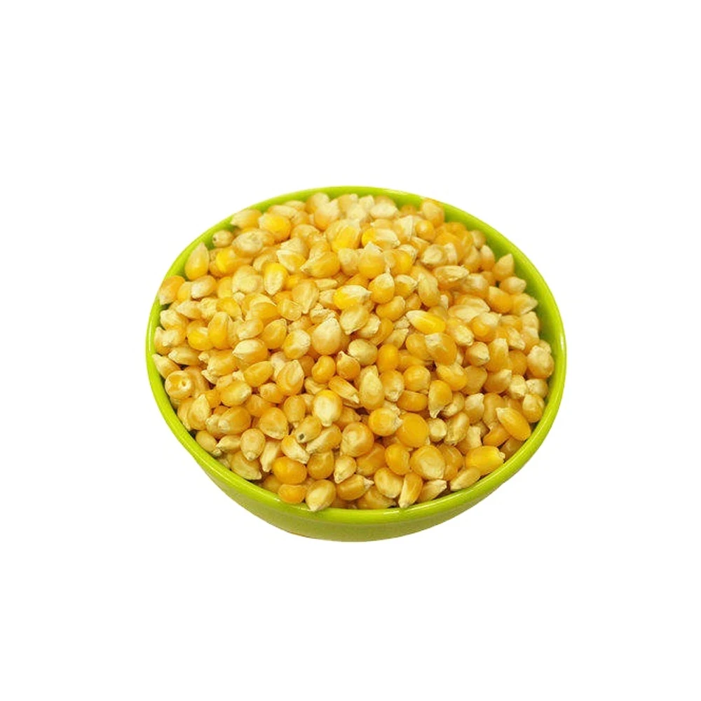 Excellent Quality For Sale Yellow Corn Animal Feed Yellow Corn Available At Affordable Price