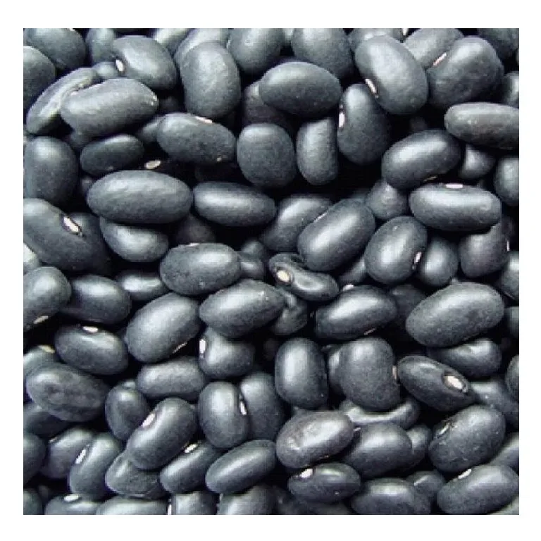 High Quality Dried Organic Black Kidney Beans at Low Wholesale Price