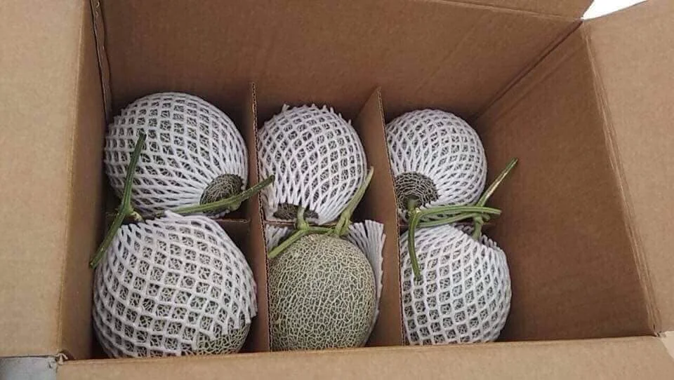 HOT HOT HOT Organic Cantaloupe Fruit Melon High standard green farm good price in bulk