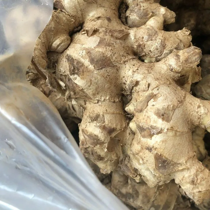 Fresh Elephant Ginger Vietnam Reasonable Price Vietnam Manufacturer Good Ginger Big Size 150g Up