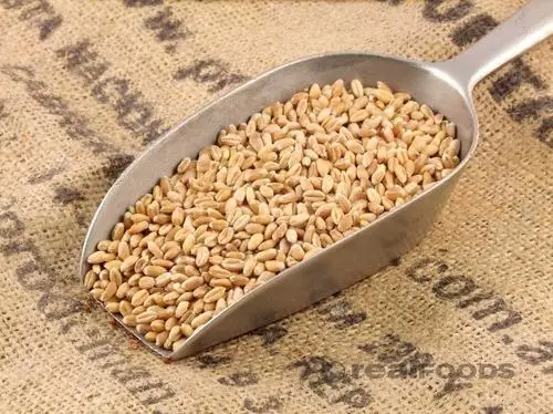 1/6 Best Selling High In Nutrients And Fiber Natural Wheat Grain Wheat Grain Bulk Buy Wheat Grains