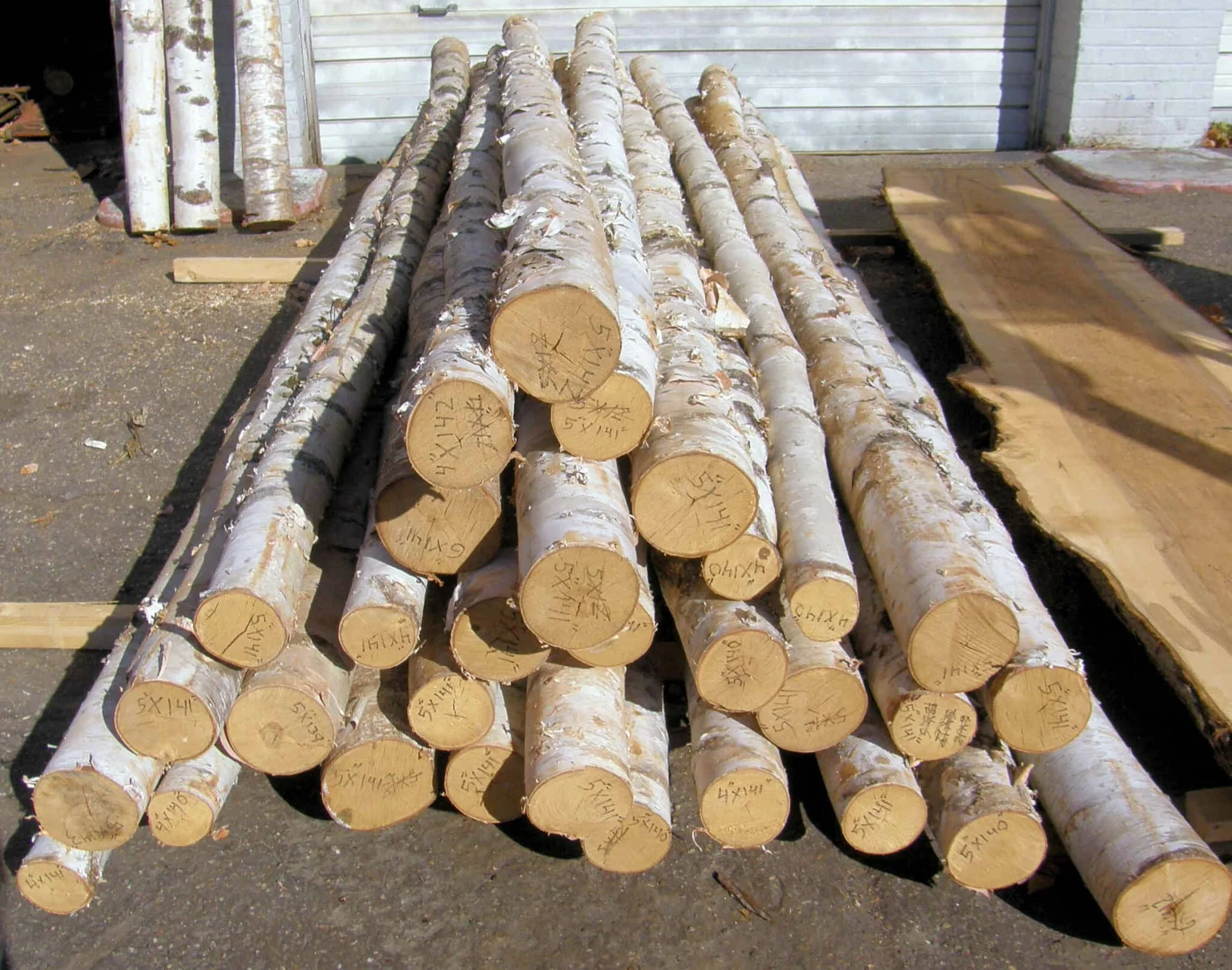 Birch White Logs