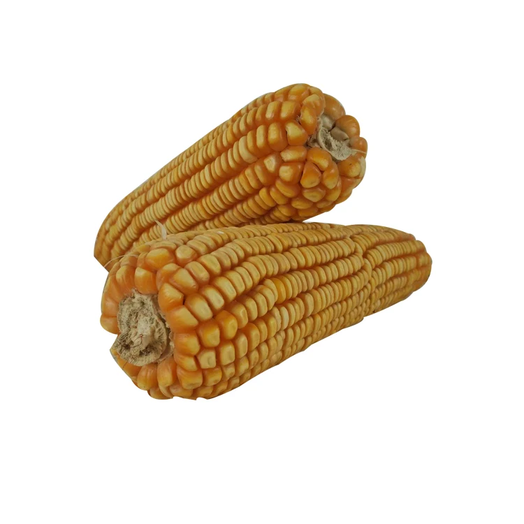 High Quality Yellow Corn White Corn/Maize for Human and Animal Feed