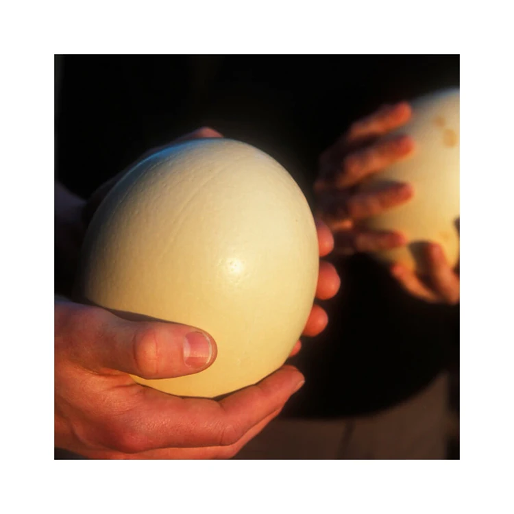 Ostrich Fertilized Eggs For Sale
