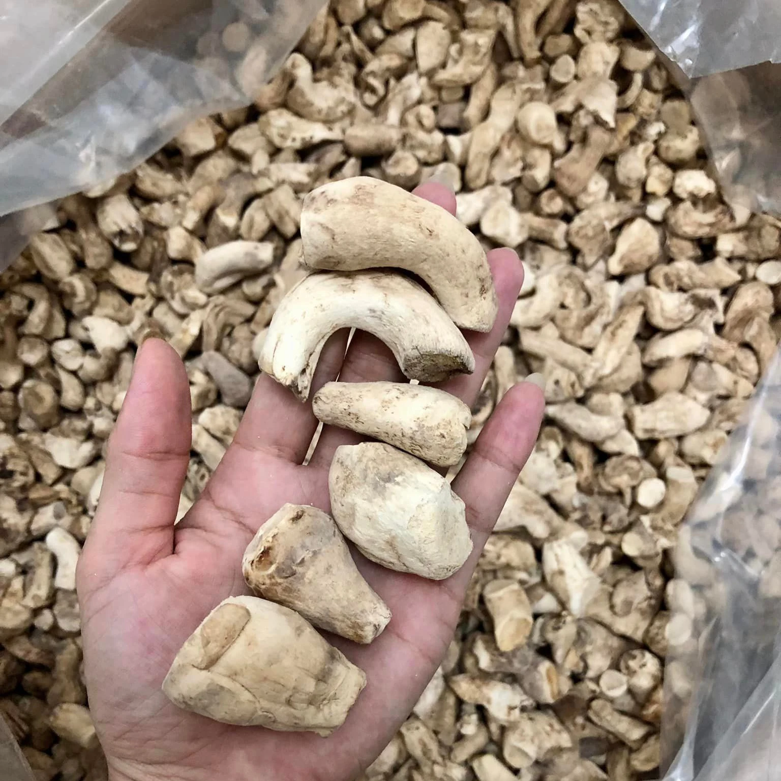 Best selling Dried Shiitake Mushroom in Vietnam with excellent quality and cheapest price