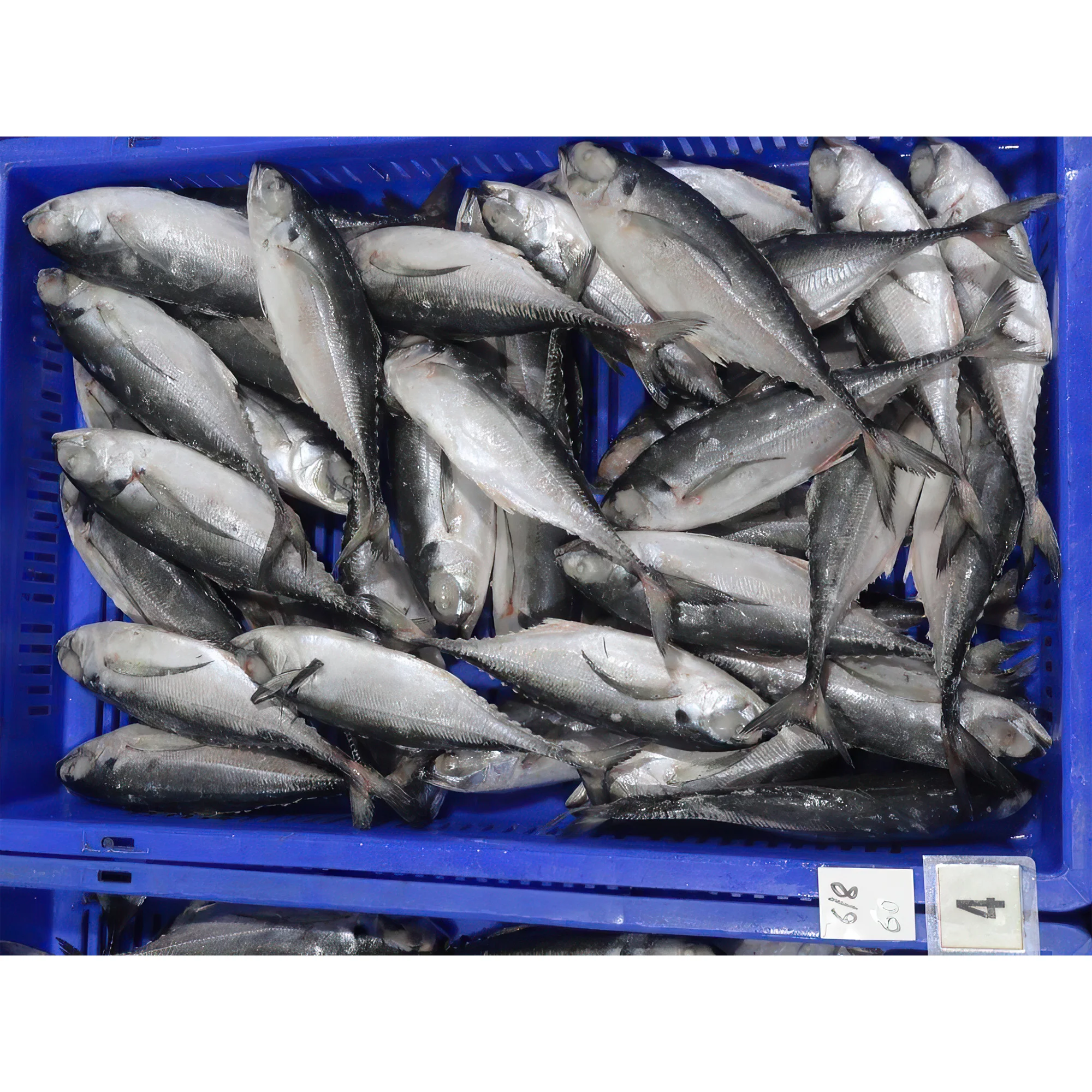 New Landing Frozen Fish Pacific Mackerel Seafood High Quality Land Fresh for sale