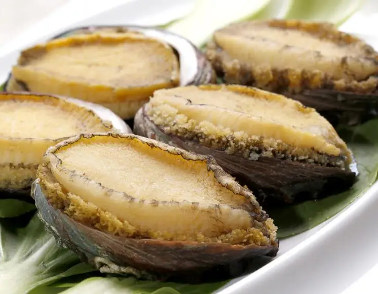 500g gold supplier factory price dried sea abalone seafood