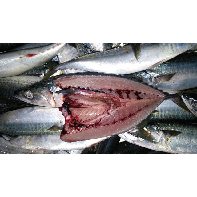 From Korea trachurus japonicus fresh frozen horse mackerel fish seafood easy to cook for dinner certificafed
