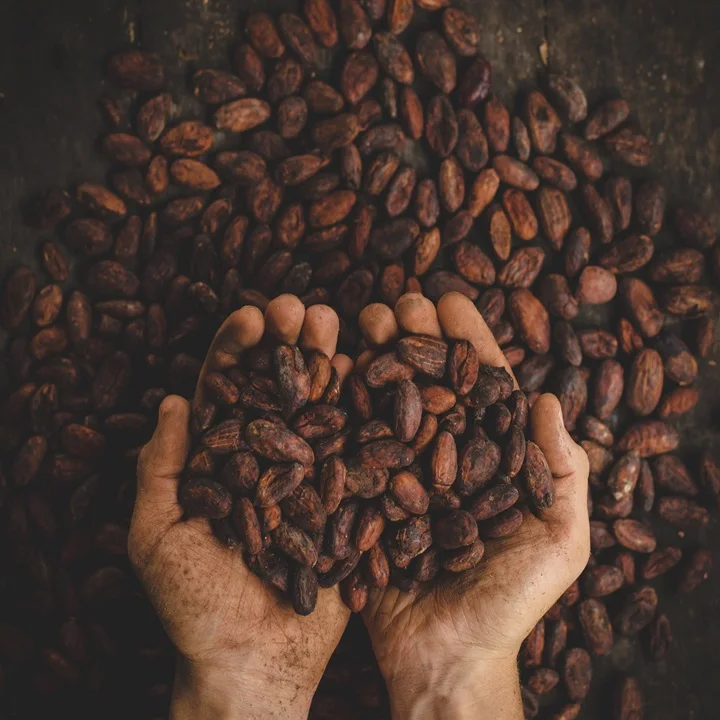 Ecuadorian Criollo Cacao Beans (Raw, Organic) Buy Cacao Online Now