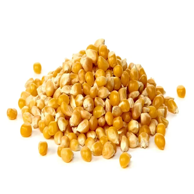 Freeze Dried Corn Kernels | Dried Sweet Maize Corn for Sale