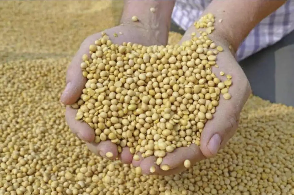 Non GMO соевые бобы высокого качества бобы/соевые для продажи