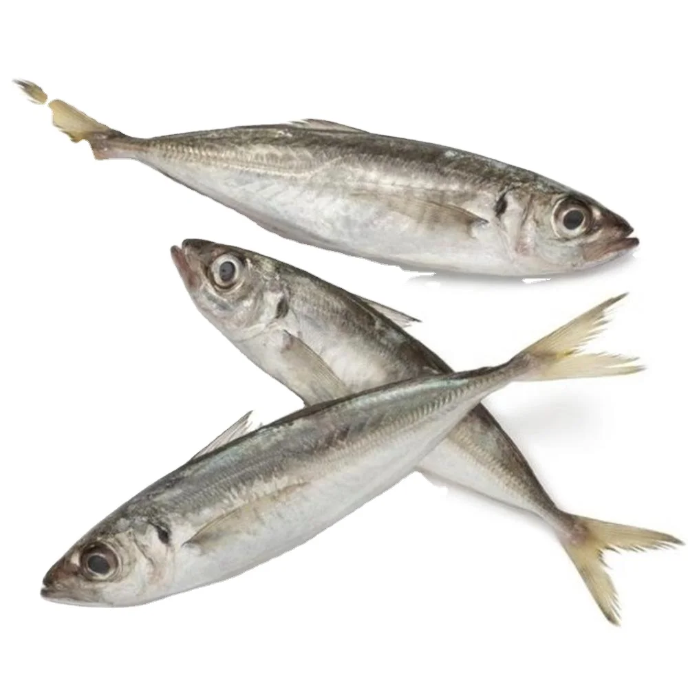Hot sale frozen pacific mackerel sea frozen deep sea catching mackerel fish