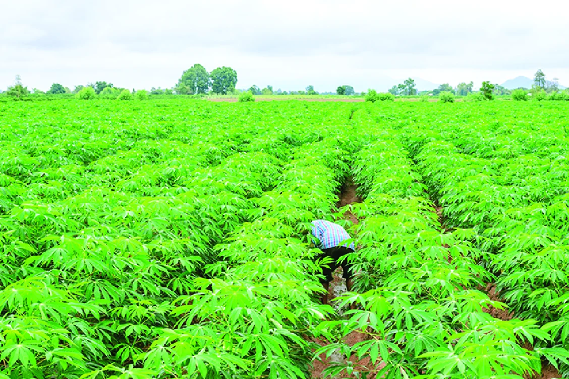 Resistant starch min 90% fiber- EU import 0% tax, the best for control weight products, suible for bread good for your degestive