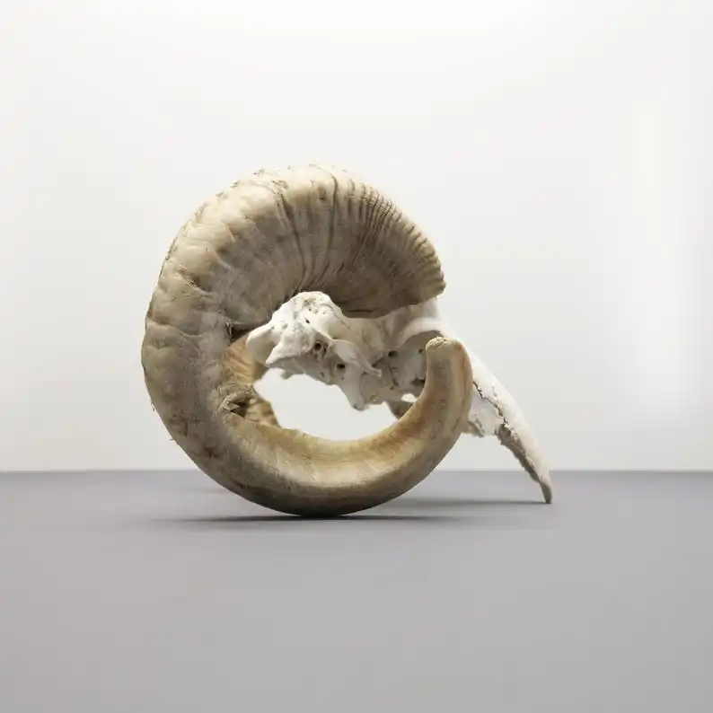 Cultural Masterpiece Exquisite Hand Carved Buffalo Bull & Ram Skull with Majestic Horns  Contemporary Wall & Stand Art