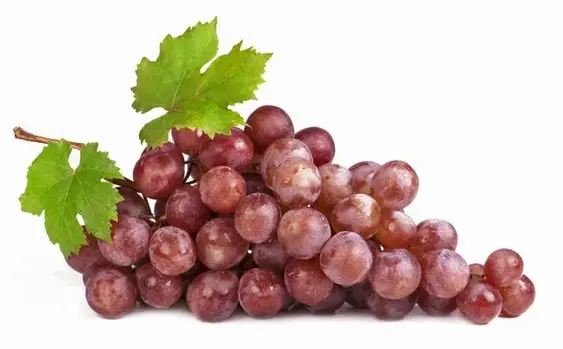 Premium Egyptian Early Sweet Grapes for Export - High-Quality and Delicious Grape Seedless Sweet Grapes for sale Natural Fresh