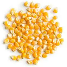 Best Grade Rich in High Quality Organic Corn best quality dried yellow corn at Most Favorable Price