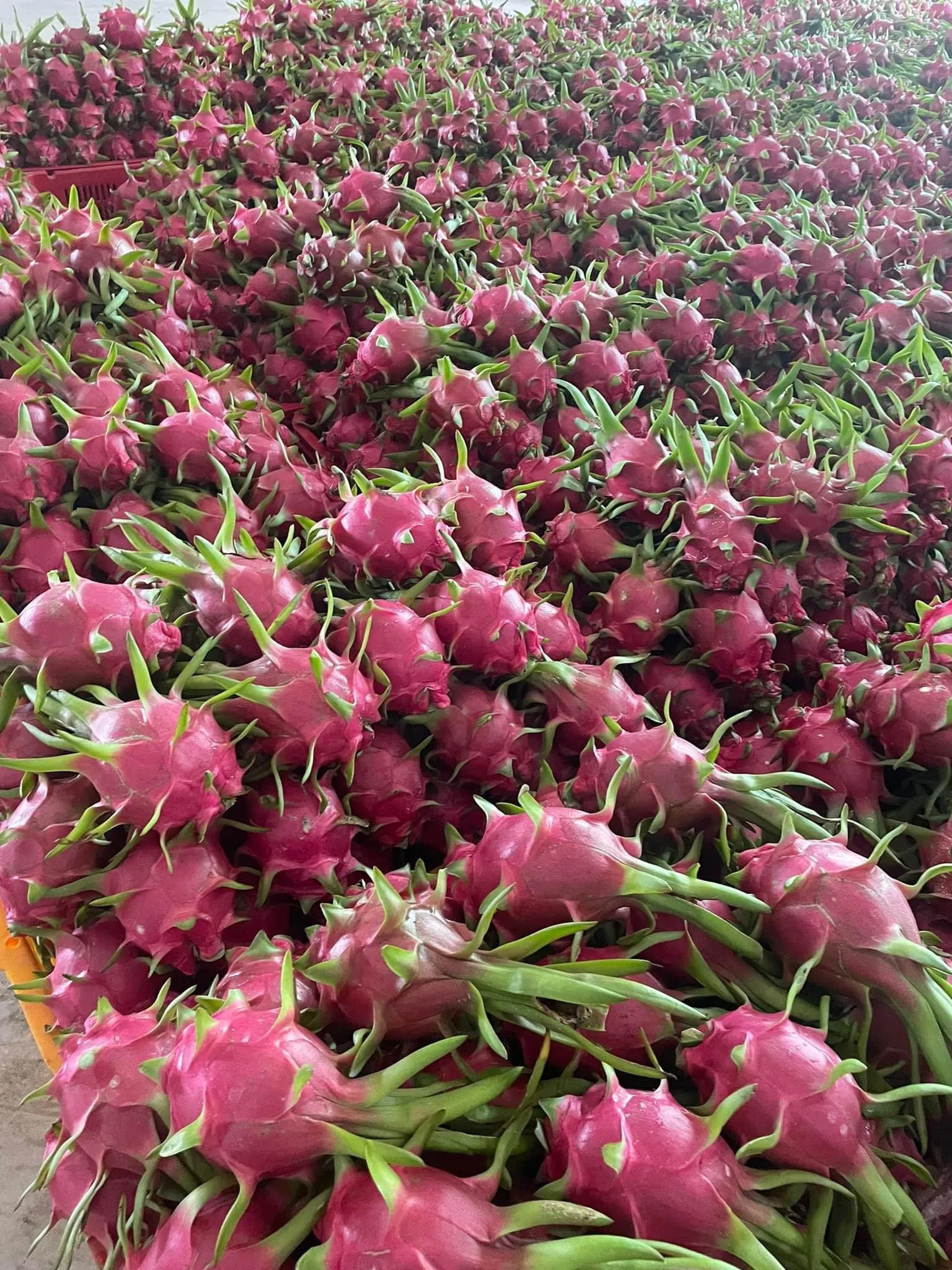 Fresh Dragon Fruit from Vietnamese Supplier with the Most Competitive Price