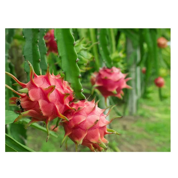 Top Quality Fresh Dragon Fruits For Sale At Best Price