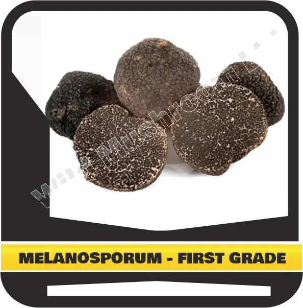 FRESH BLACK WINTER TRUFFLES MELANOSPORUM - FIRST GRADE