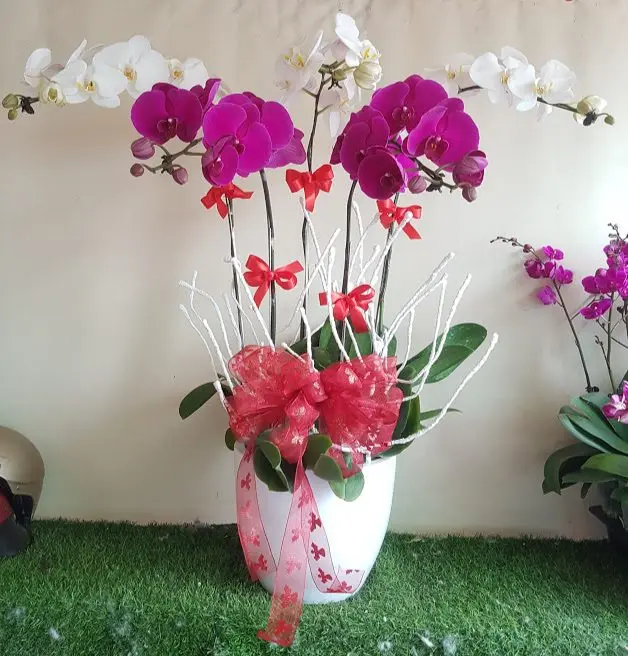 Flower Phalaenopsis Orchid High Quality Export Wedding Fresh Flower Carton Outside From Vietnam Manufacture