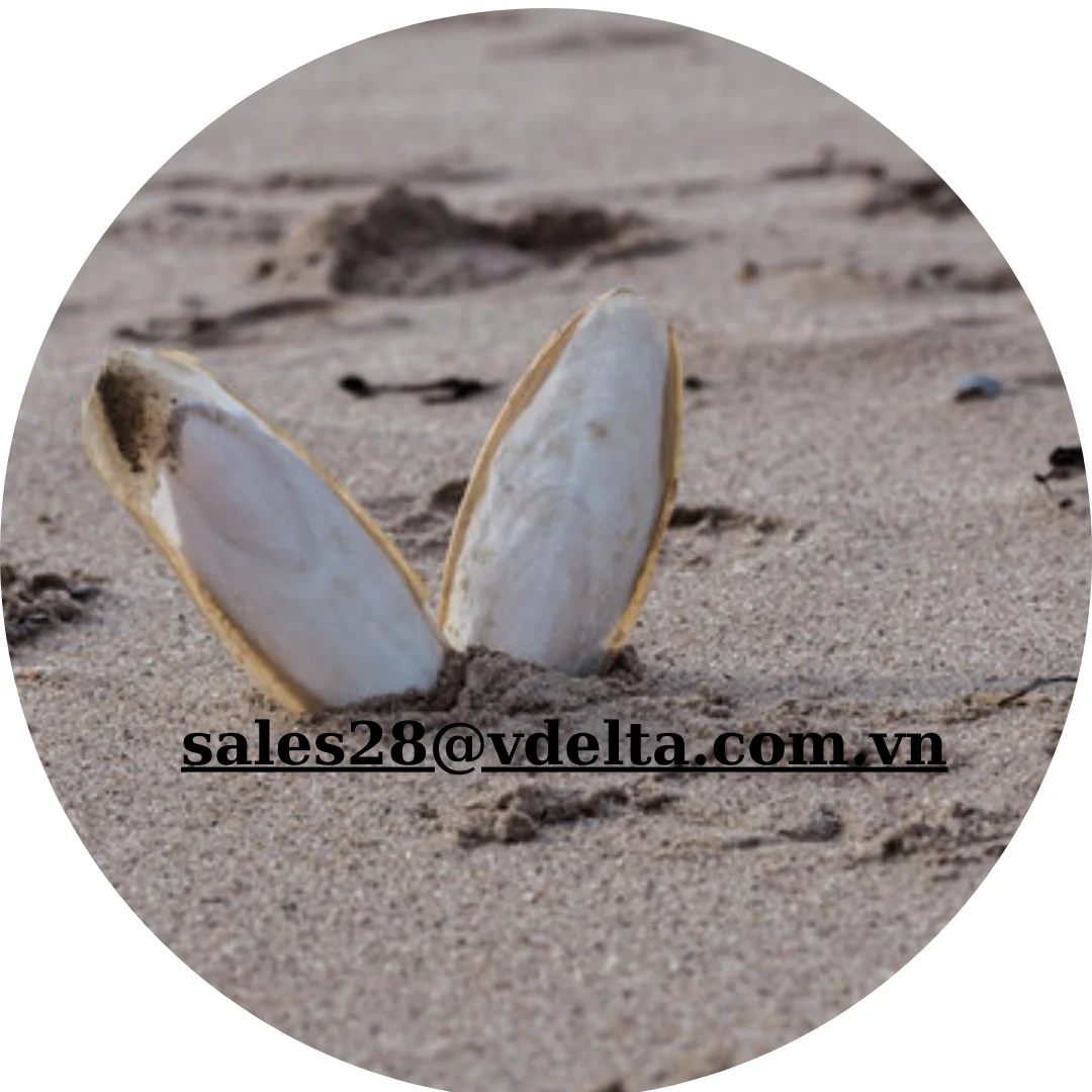 HOT PRODUCT DRIED CUTTLEFISH BONE EXPORTED/CUTTLEFISH BONE MAKE TOYS AND FOOD FOR PARROTS FROM VIETNAM /Ms. Shyn +84382089109