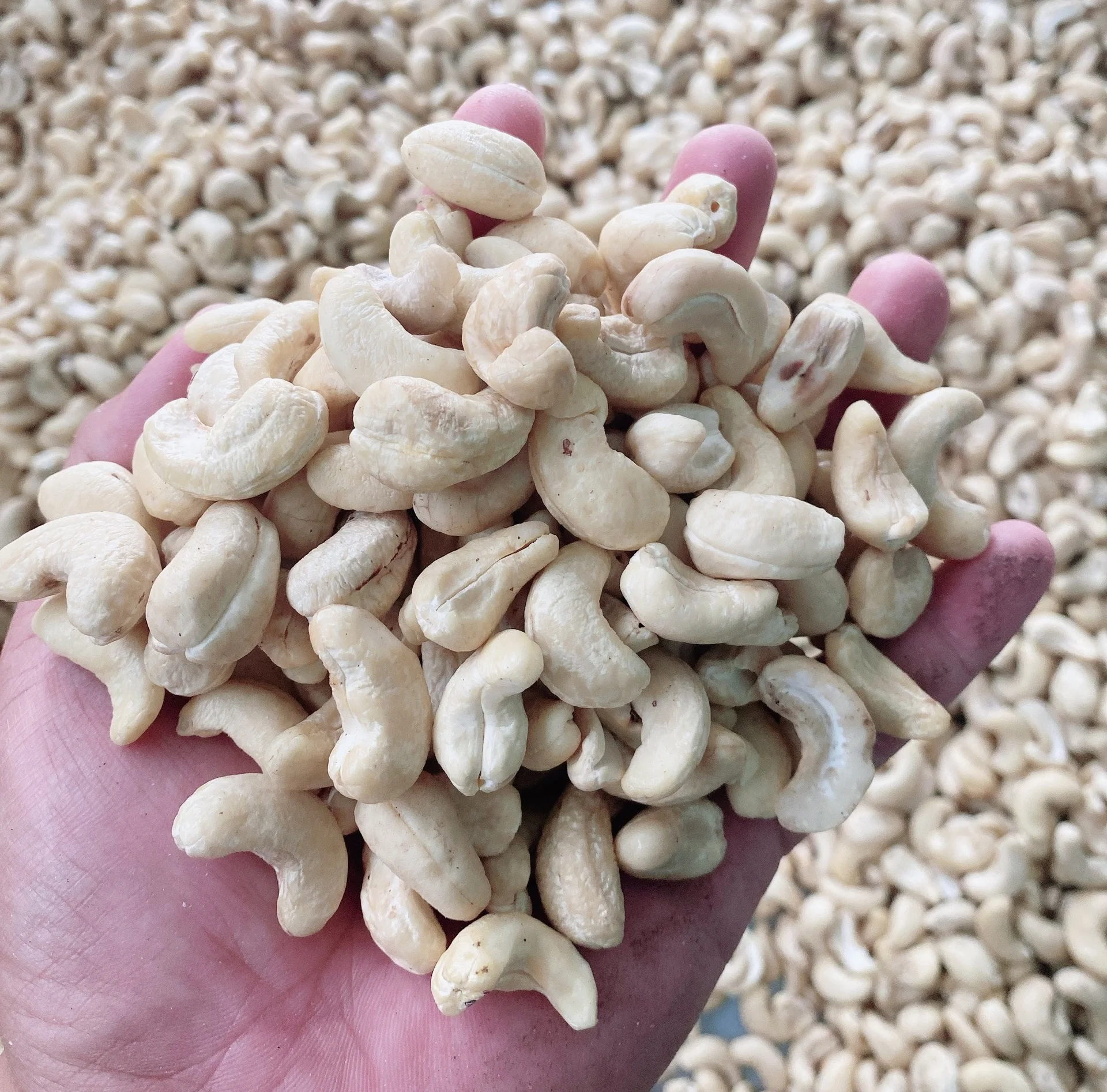KAJU- High Quality Vietnam Raw Cashew Nuts WW240/WW320 - ANNA DO WA: +84982153058