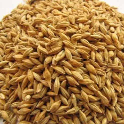 High Quality Wholesale Barley for Animal Feed Poultry feed Wheat Bran For Livestock Barley Rich in Protein