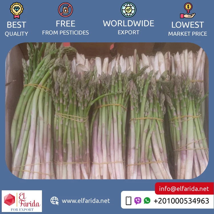 Leading Exporter of Premium Quality 100% Natural Green Fresh Vegetables Asparagus for Bulk Purchase