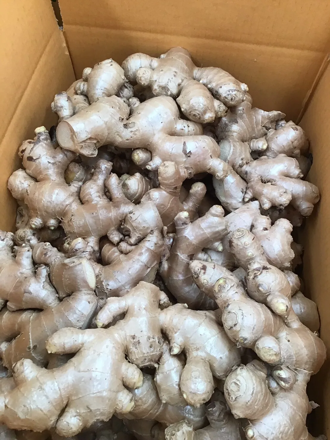 Best Export Quality Thailand Fresh Matured Gingers