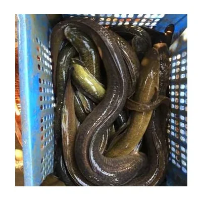Eel fish live frozen 100% export quality cheap price