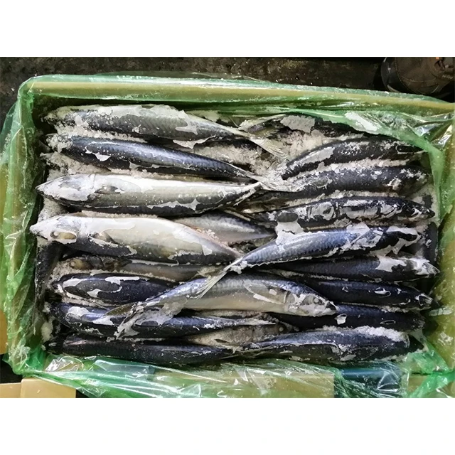 From Korea trachurus japonicus fresh frozen horse mackerel fish seafood easy to cook for dinner certificafed