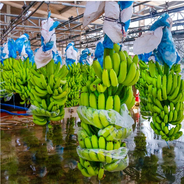 VIETNAM CAVENDISH Green Premium Light Tropical Banana Sweet Style Packing GLOBAL GAP Certificate