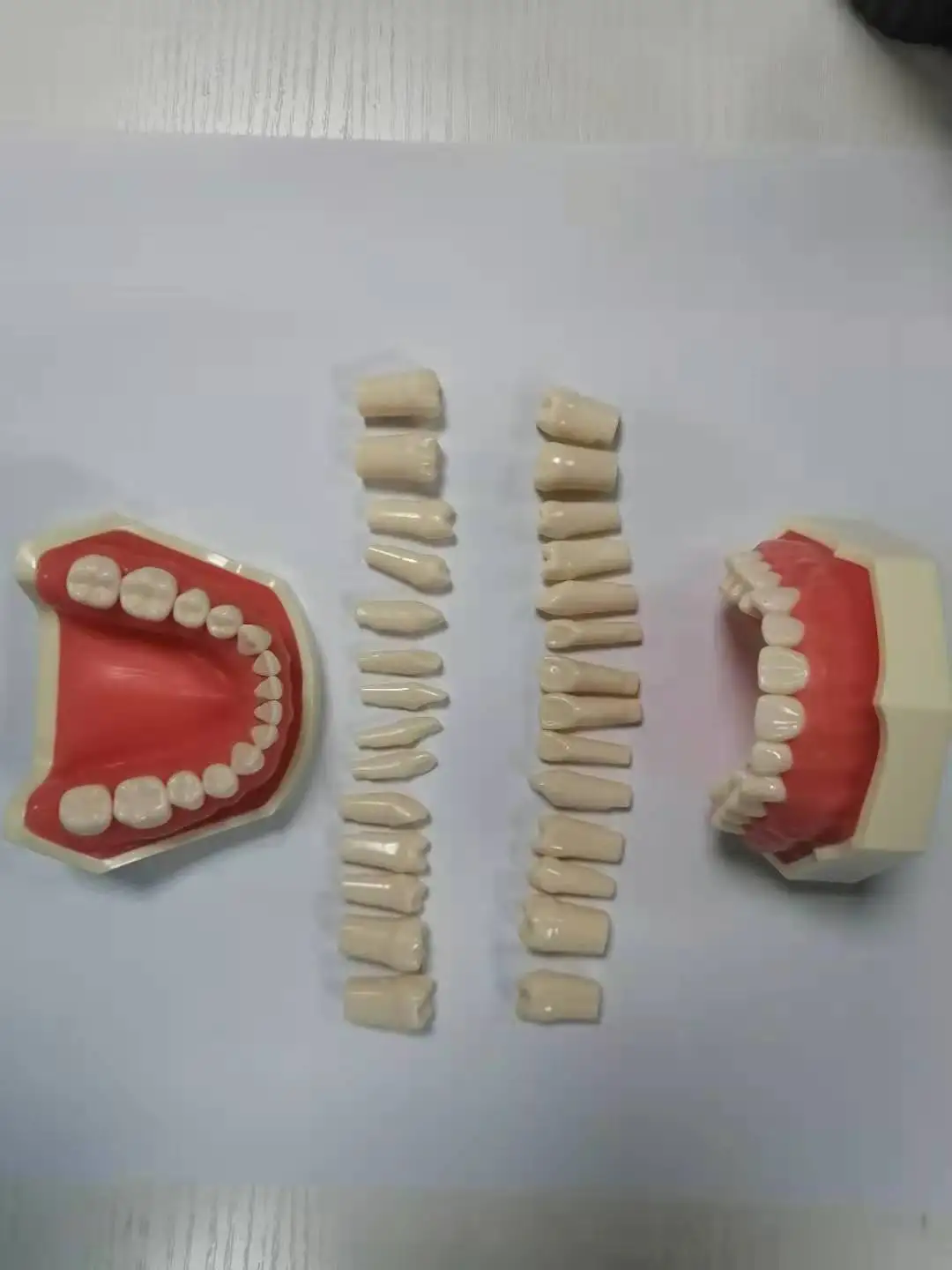 Standard nissin dental model with 32pcs typodont teeth model