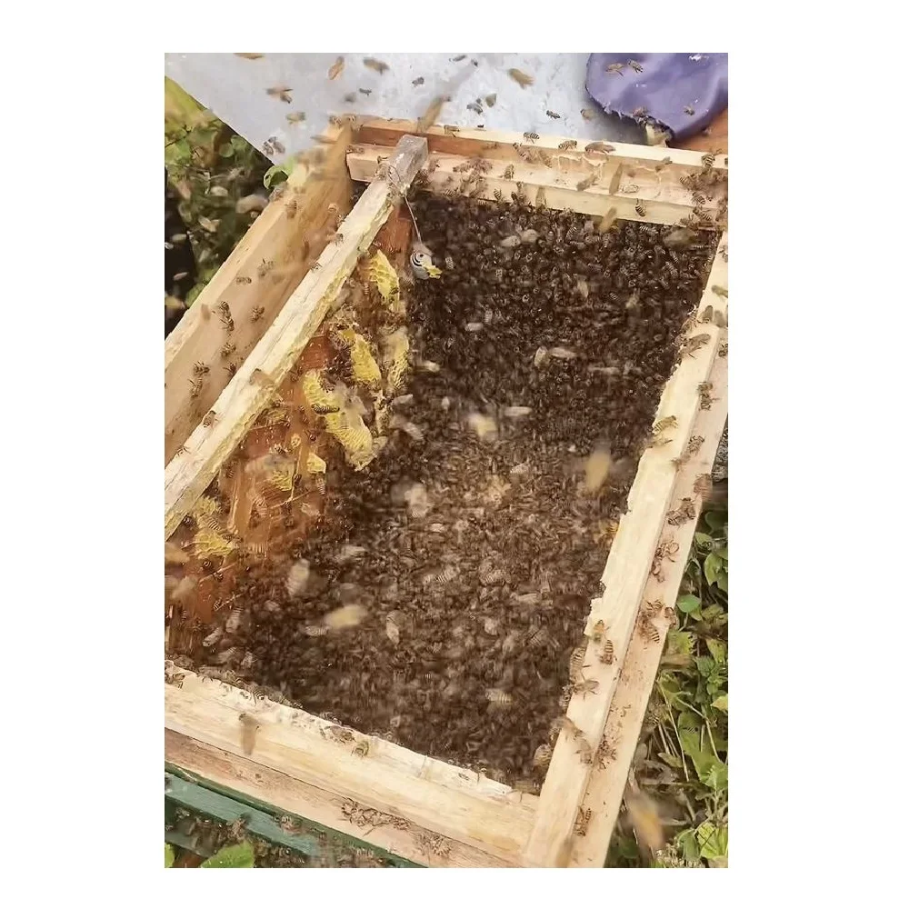 OEM/ODM Best Price High Quality 3 Years Shelf Life No Sugar Pure Natural Raw Honey for Multi-purpose From Vietnam