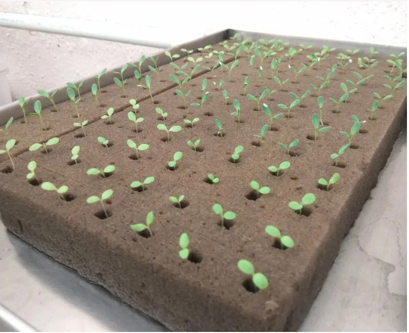 Brown Color Multi-Span Agricultural Greenhouses Growing foam for crops Peppers cherry tomatoes and tomatoes