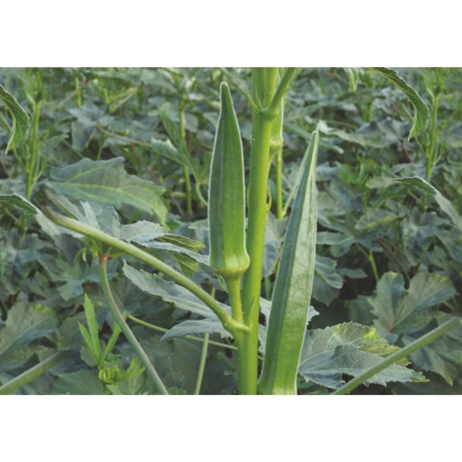 Best Price for Okra Pusa Sawani / Okro export in tin / can packing
