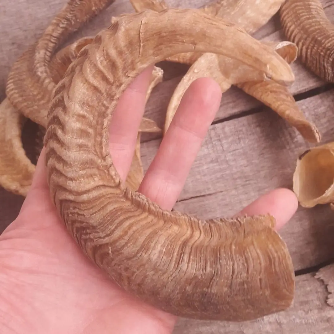 Best Quality Polished Natural Ram Horn For Customized Size Cheap Price With Handmade Use For Unpolished By Nhe Overseas