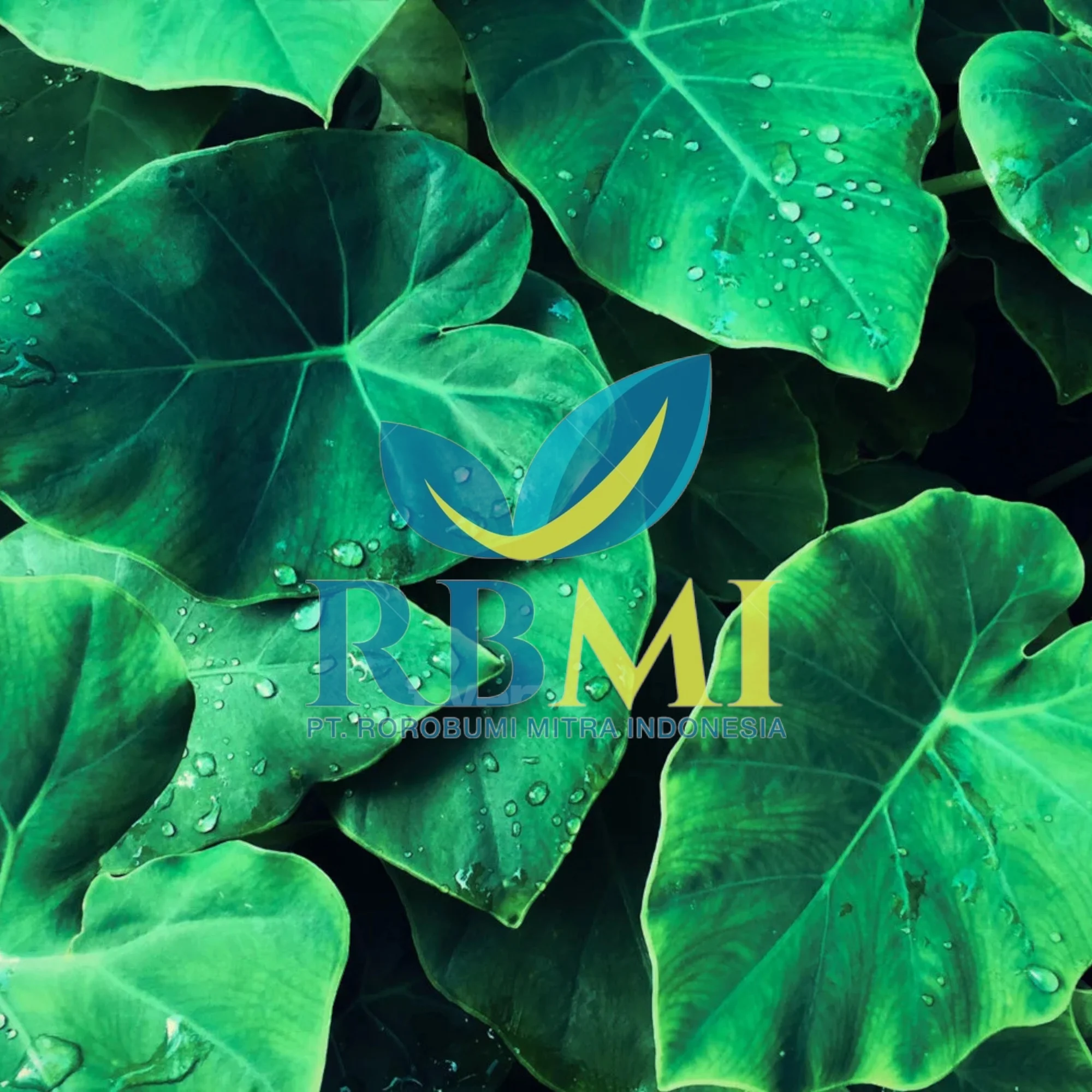 Supplier Taro leaves Graviola Leaf FROM Indonesia WITH PREMIUM QUALITY AND COMPETITIVE PRICE