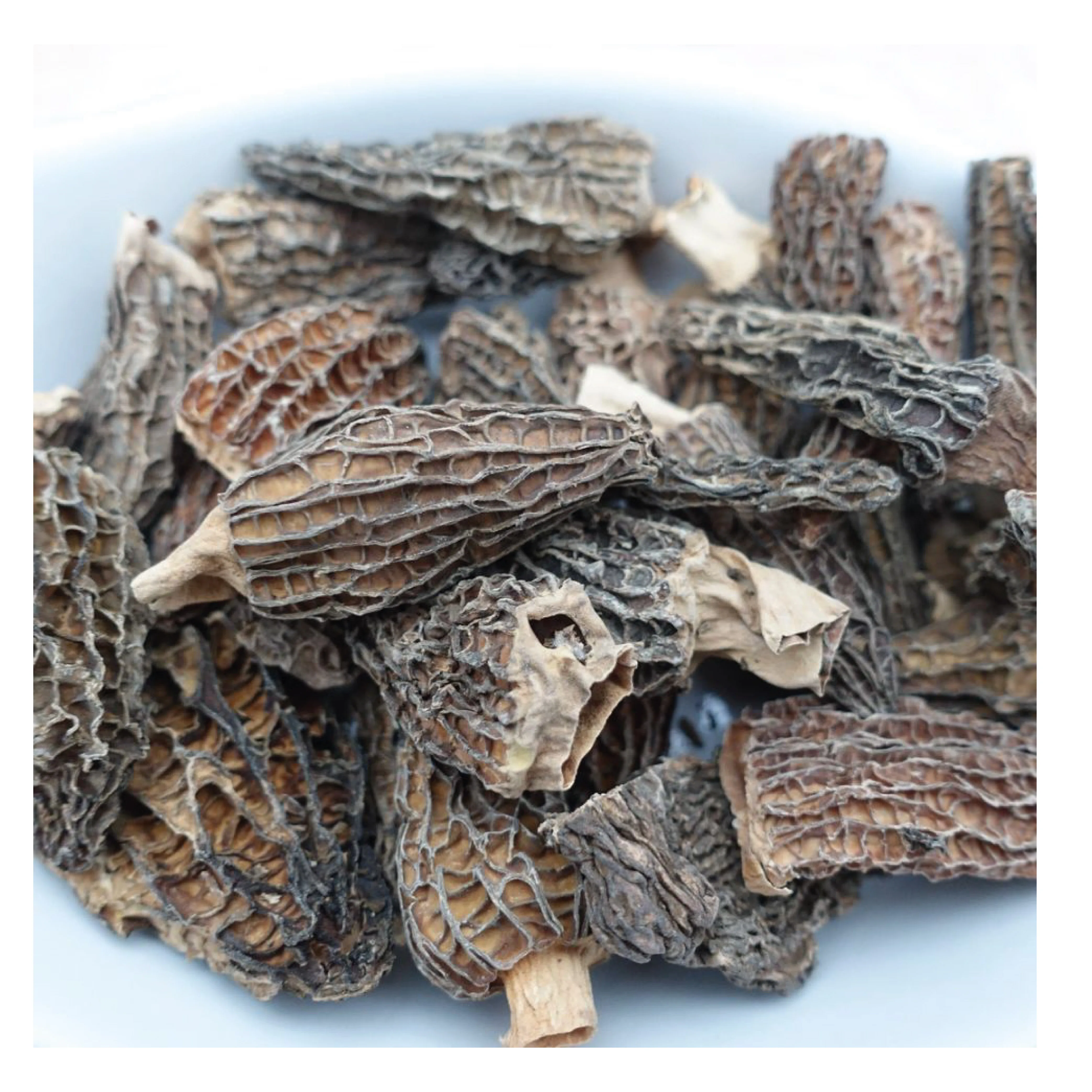 Turkish Wild Morel Mushroom Morchella Conica Turkish Wild Morel Mushroom Morchella Conica High Quality