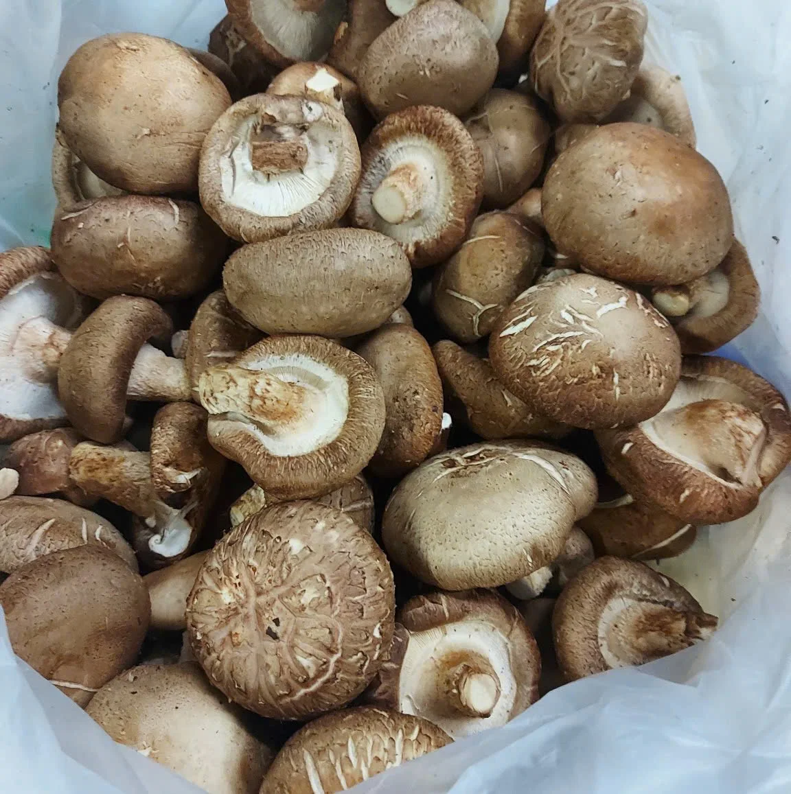 DELICATE and EARTHY SHIITAKE MUSHROOMS / ORGANIC CHOICE / GREAT VALUE / MADE in VIETNAM