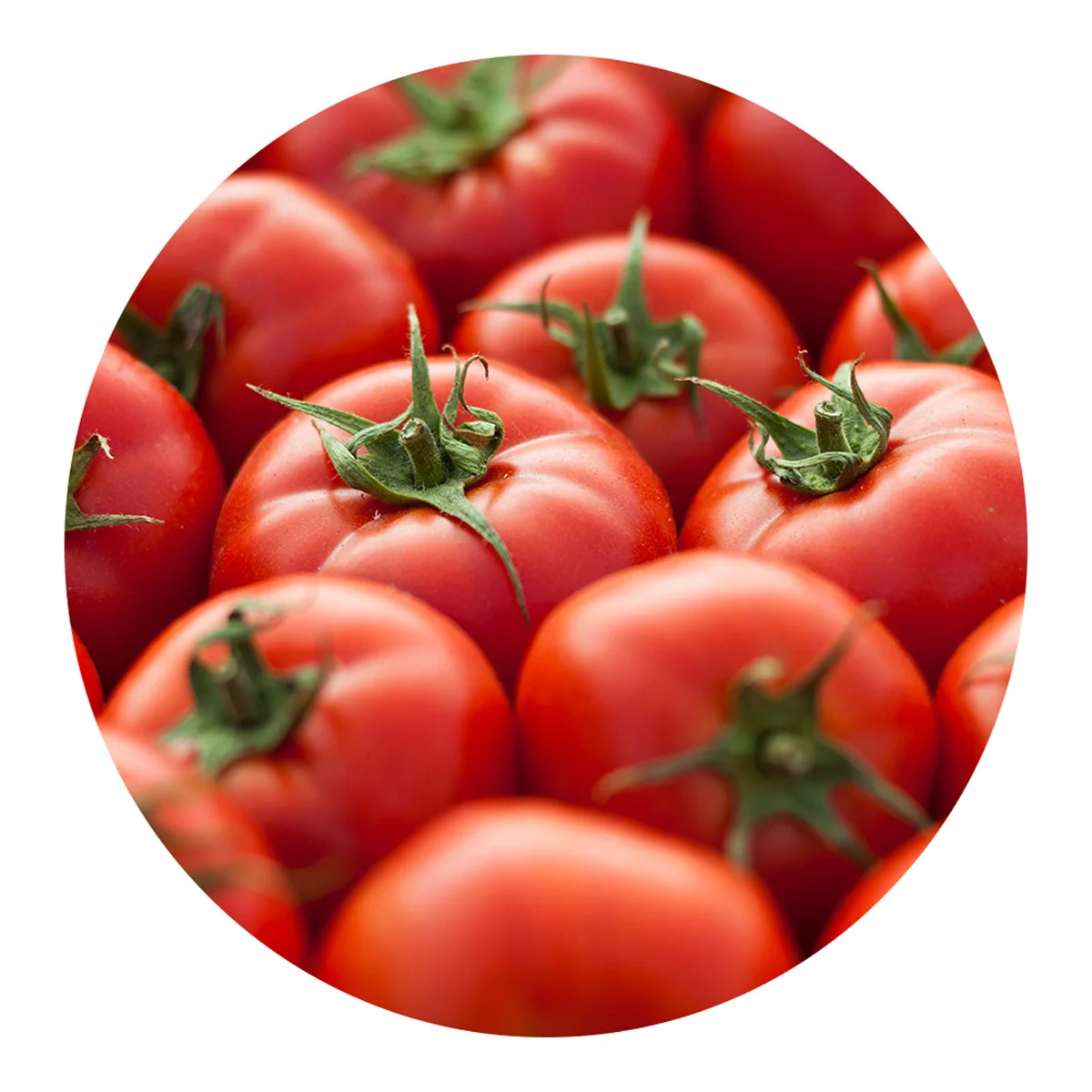 Fresh red tomato ripe and delicious from direct agricultural producers bulk in price