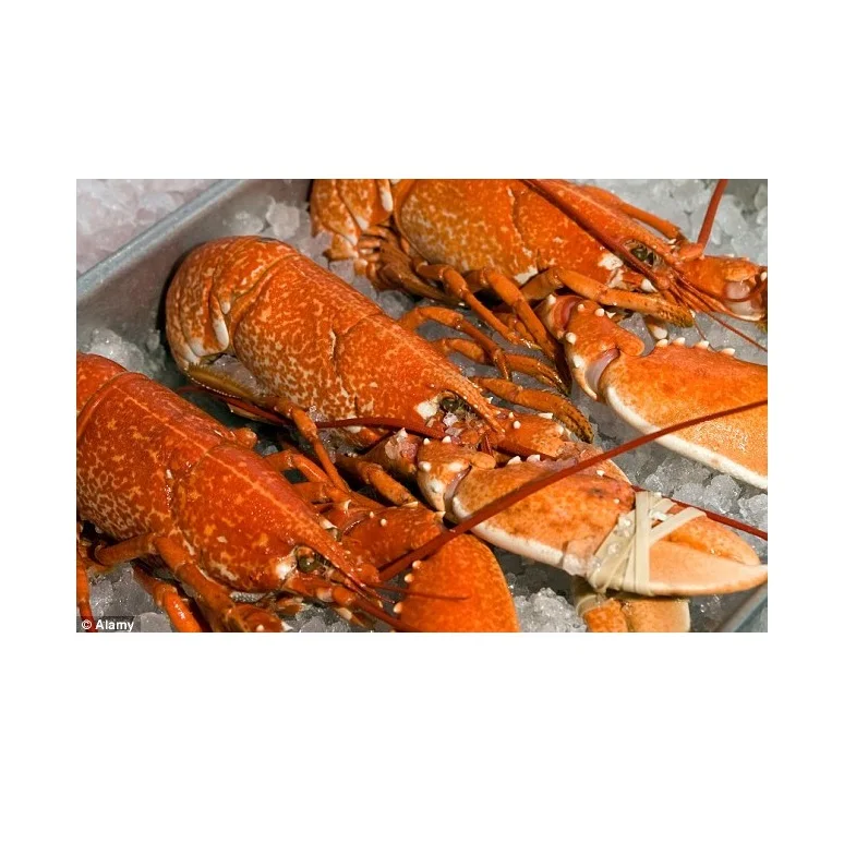 Fresh cheapest Live Canadian Lobsters / Frozen Lobster Tails