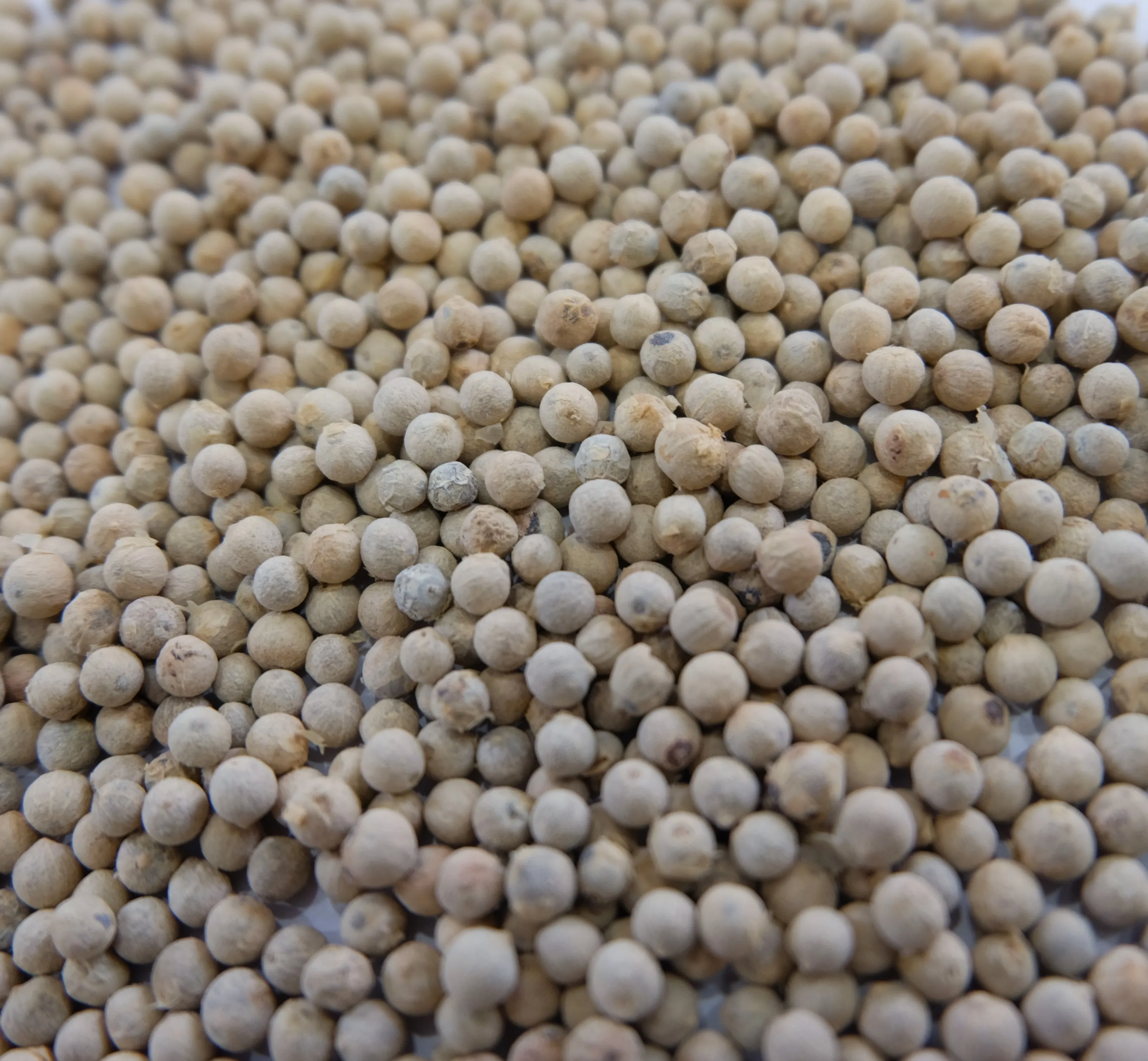 Bulk Pure Vietnam White Pepper Hight Quality Best Price Factory in Vietnam Nature Wholesale