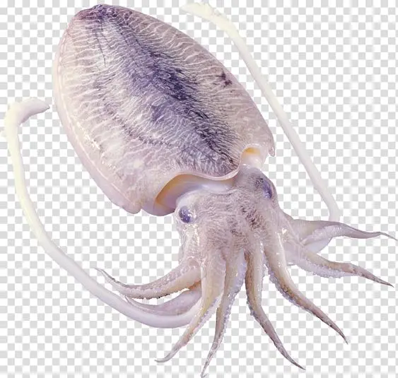 Полукальмары целые очищенные кольца вырезаны индийский