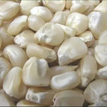 Premium Non-GMO White Maize - Bulk Grain for Human Consumption