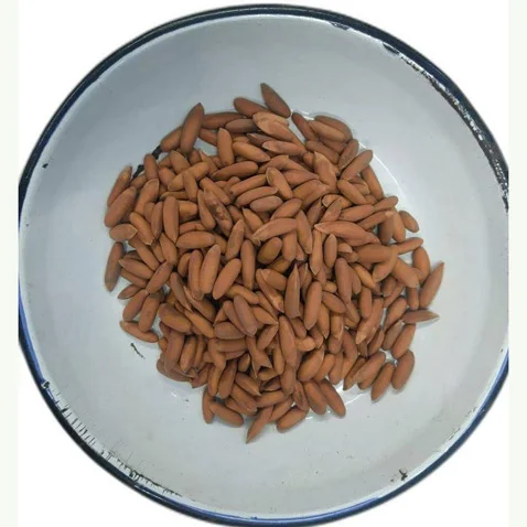 Pine Nuts High Quality Best Prices Natural Pure Pine Nuts Bulk KG or Any Requested Pine Nuts Healthy Snacks